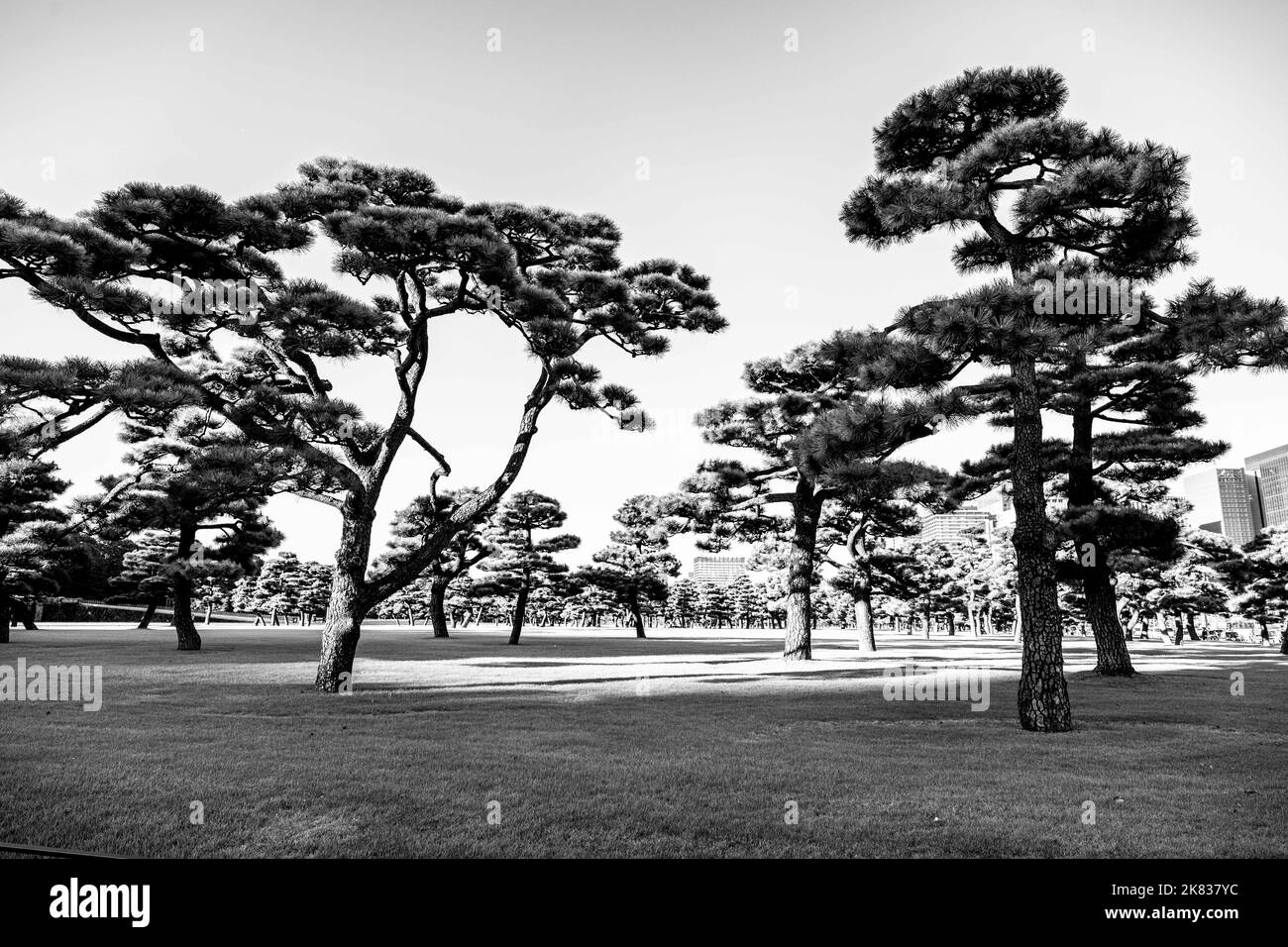 Tokyo, Giappone. 20th Ott 2022. 20 ottobre 2022, Tokyo, Giappone: Pini neri giapponesi al Giardino Nazionale di Kokyo Gaien nei giardini anteriori del Palazzo Imperiale, pieni di parchi in autunno. Monarchia, imperatore, trono di crisantemo... Chiyoda City è il centro del governo giapponese, con il Palazzo Imperiale e la Dieta Nazionale. Il Giappone ha recentemente riaperto il turismo dopo oltre due anni di divieti di viaggio a causa della pandemia COVID-19. Lo Yen si è notevolmente deprezzato nei confronti del dollaro USA, creando turbolenze economiche per il commercio internazionale e l'economia giapponese. (CR Foto Stock