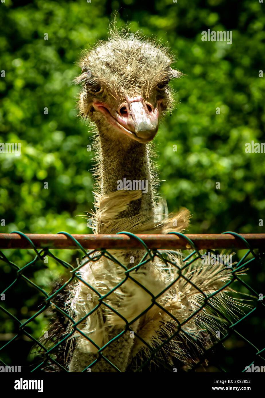 Struzzo allo zoo di Targu Mures, Romania Foto Stock
