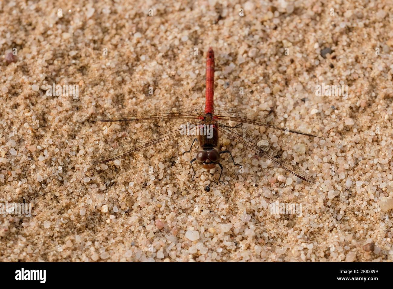 Macro fotografia di un drgonfly: Focalizzazione sull'insetto con sfondo sfocato. In estate su una spiaggia di sabbia sotto il sole. Foto Stock