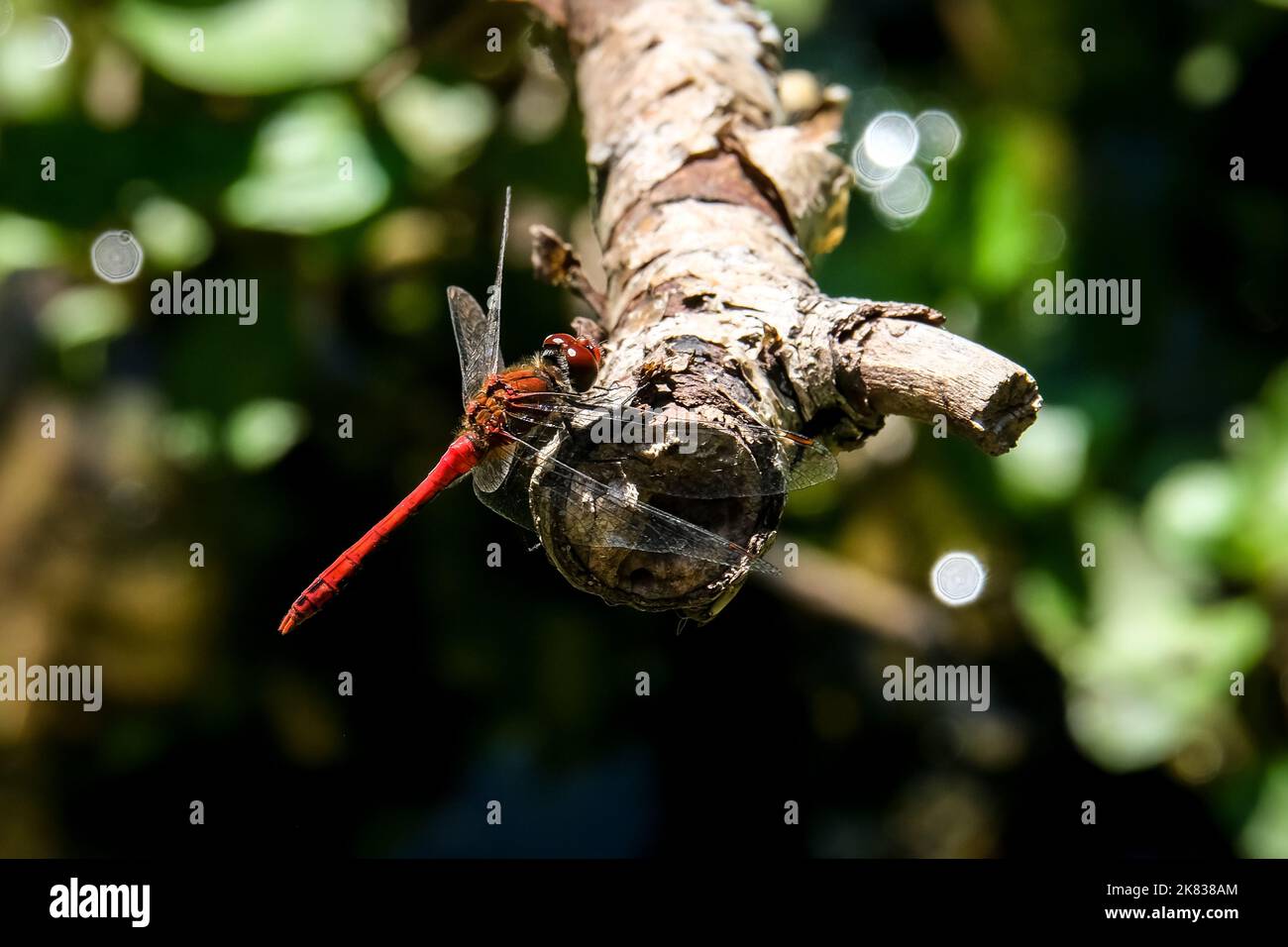 Macro fotografia di un drgonfly: Focalizzazione sull'insetto con sfondo sfocato. In estate su una spiaggia di sabbia sotto il sole. Foto Stock