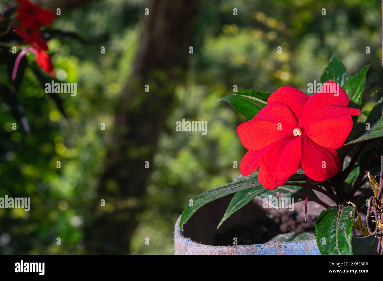 Impatiens hawkeri o petalo rosso fiore in un giardino. Questa pianta erbacea appartiene alla famiglia delle Balsaminacee, che si trova principalmente in Asia e in Africa. p Foto Stock