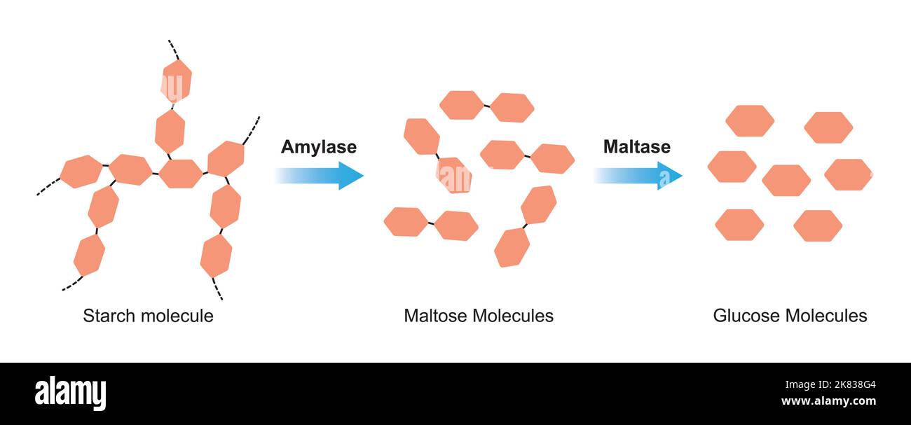 Progettazione scientifica di digestione dell'amido. Gli enzimi amilasi e maltasi agiscono sulla molecola di amido. Illustrazione vettoriale. Illustrazione Vettoriale