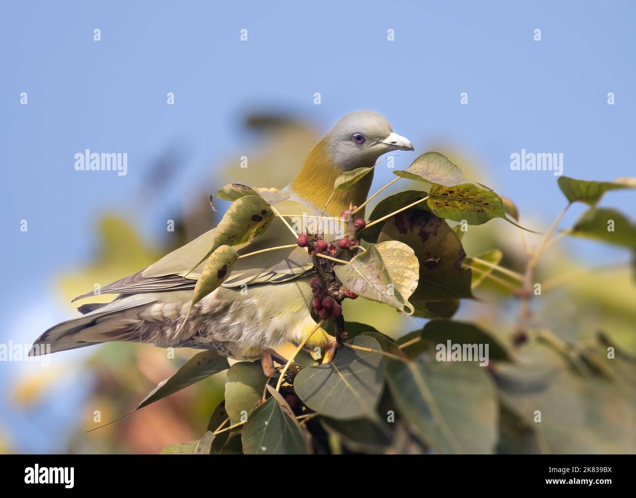 Un Pigeon Verde dal piede giallo in cerca di cibo sull'albero Foto Stock