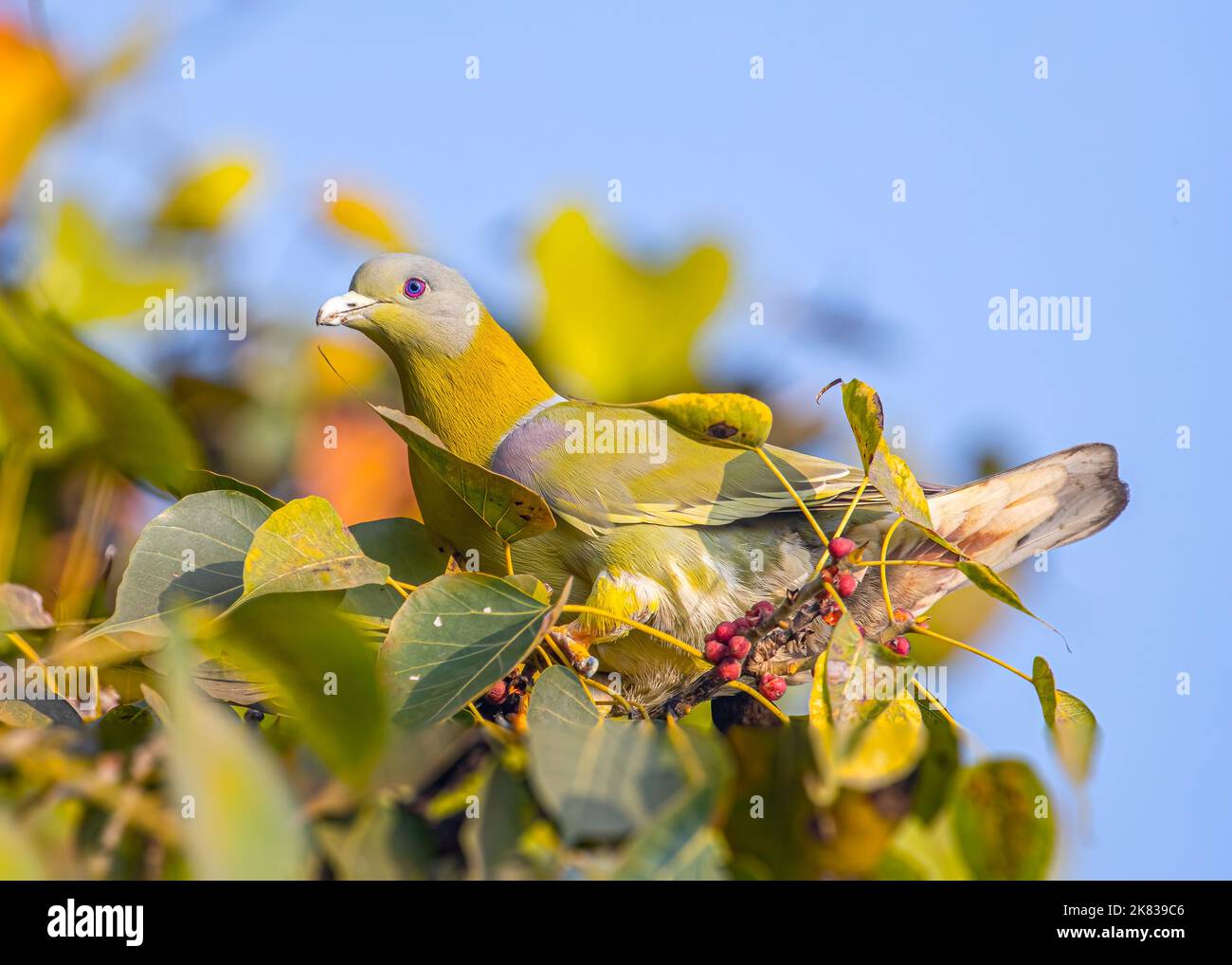 Un Pigeon Verde dal piede giallo su un albero alla ricerca di un cibo Foto Stock