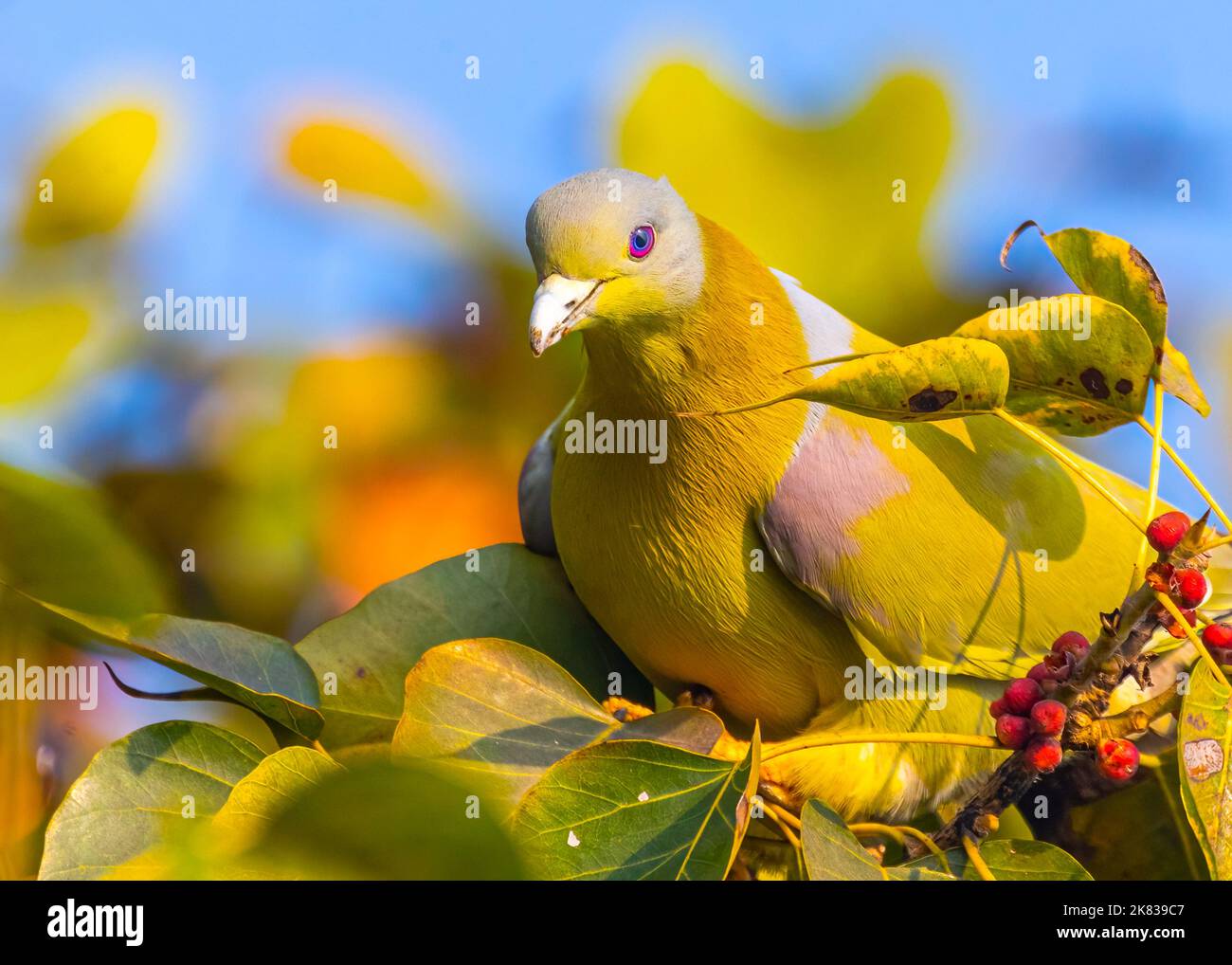 Un Pigeon Verde dal piede giallo su un albero Foto Stock