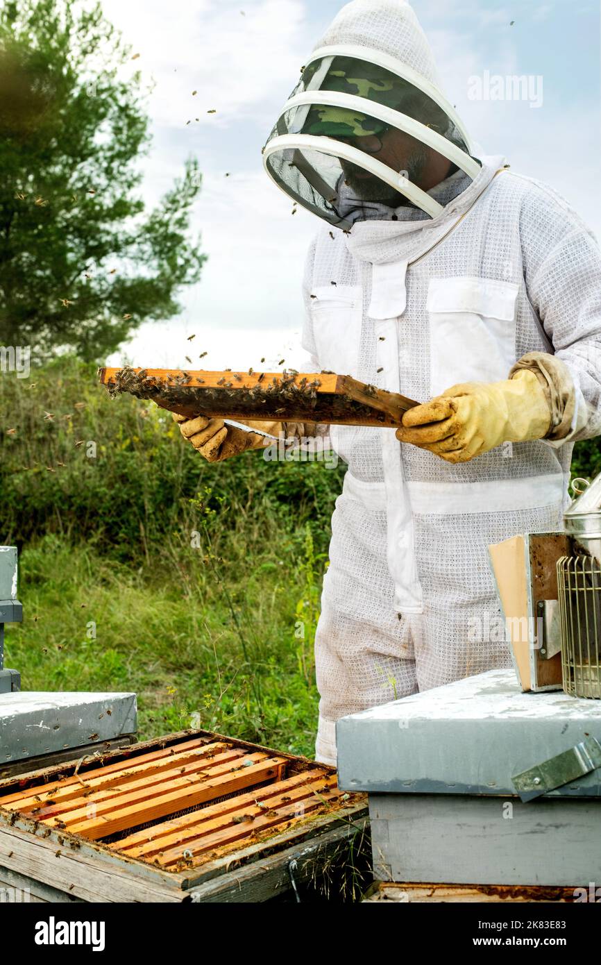 Colpo verticale di Beekeeper che lavora con nido d'ape di alveare Foto Stock
