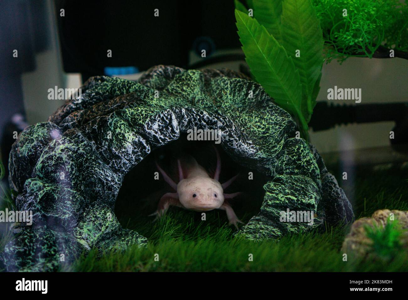 Axolotl Ambystoma mexicanum camminare su un prato in acquario. Anfibio o salamandra in un serbatoio di pesce Foto Stock