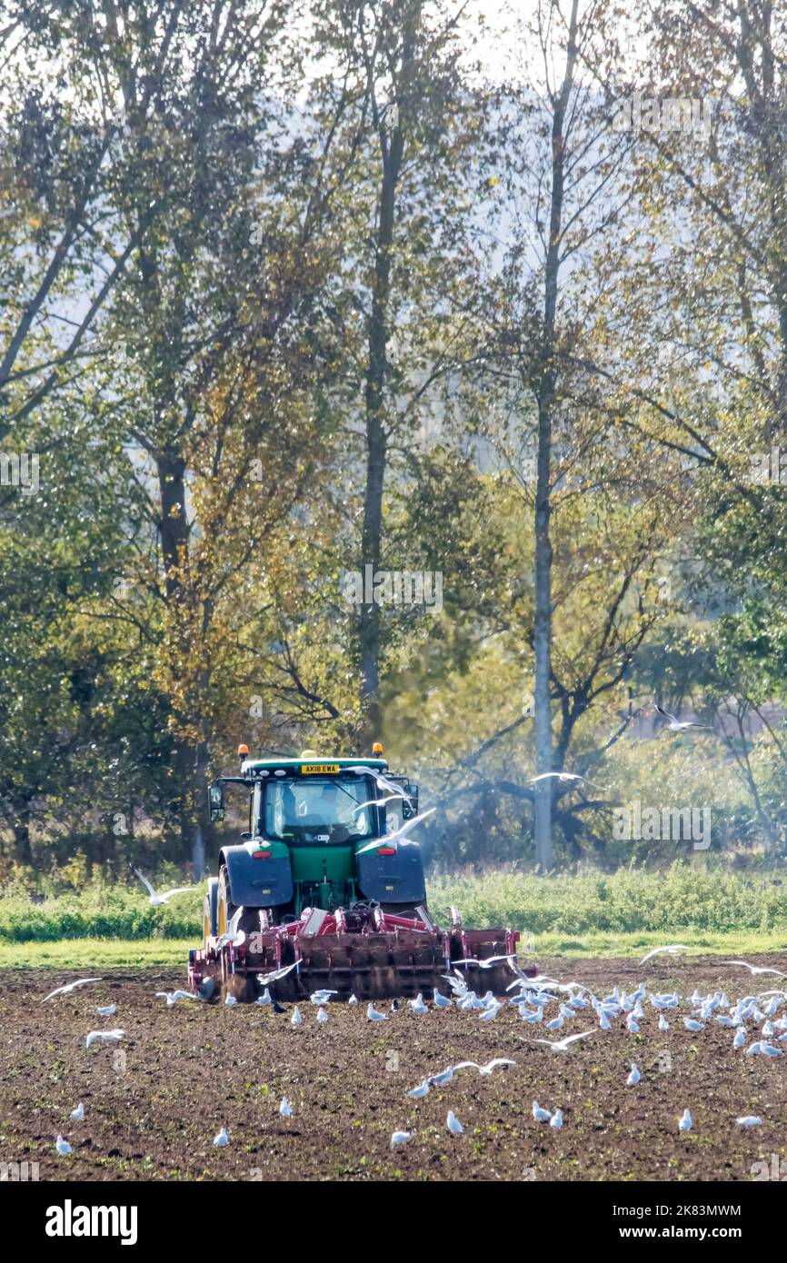 Gabbiani a testa nera in autunno / inverno precipita a seguito di un trattore John Deere che tira un coltivatore Horsch Tiger MT in un'azienda arabile Norfolk. Foto Stock