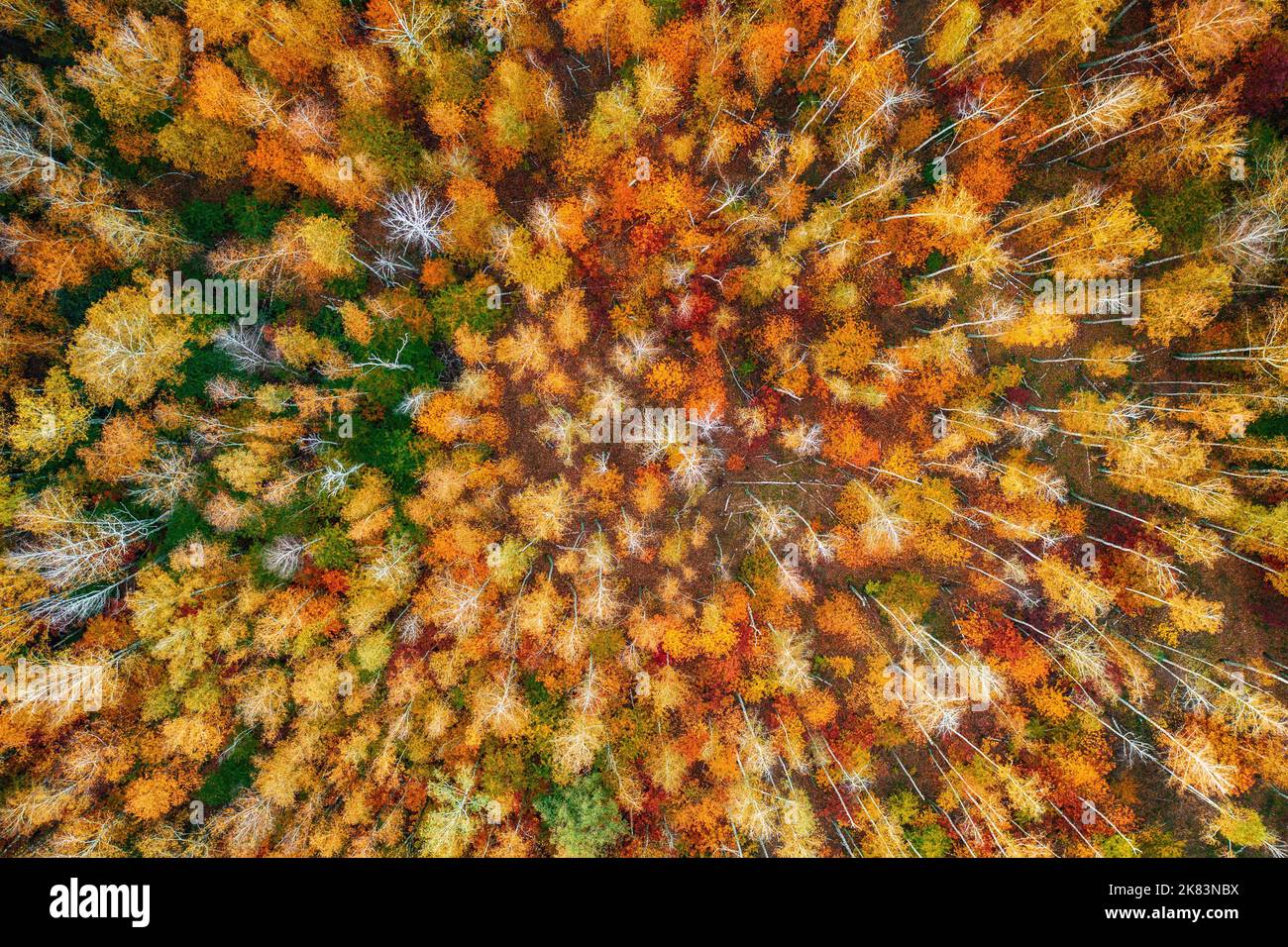 Autunno foresta da sopra Foto Stock
