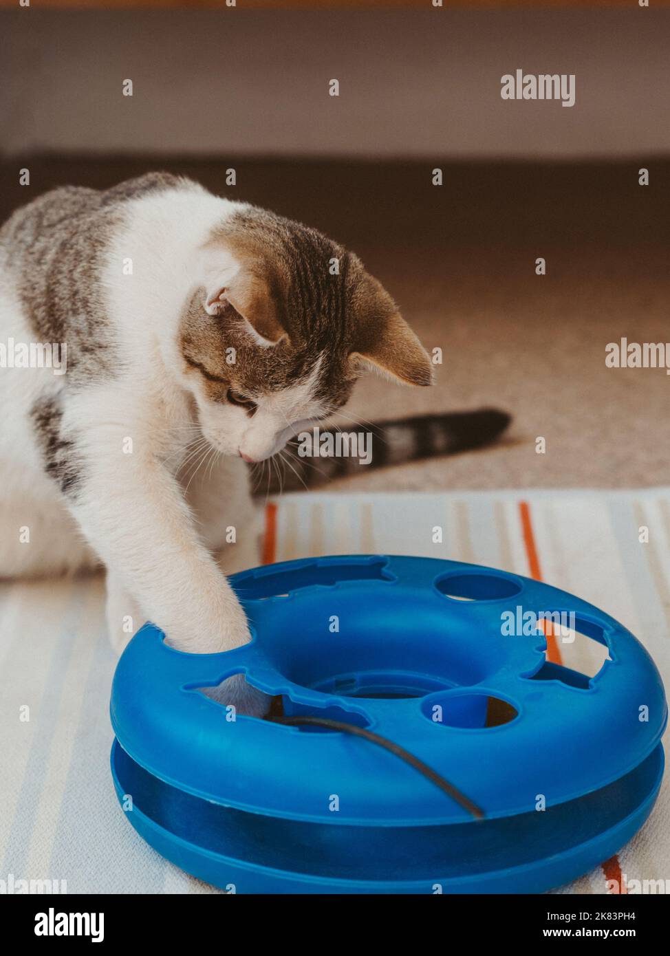 Gatto bianco con macchie marroni che gioca con il suo giocattolo, torre a spirale con palle Foto Stock