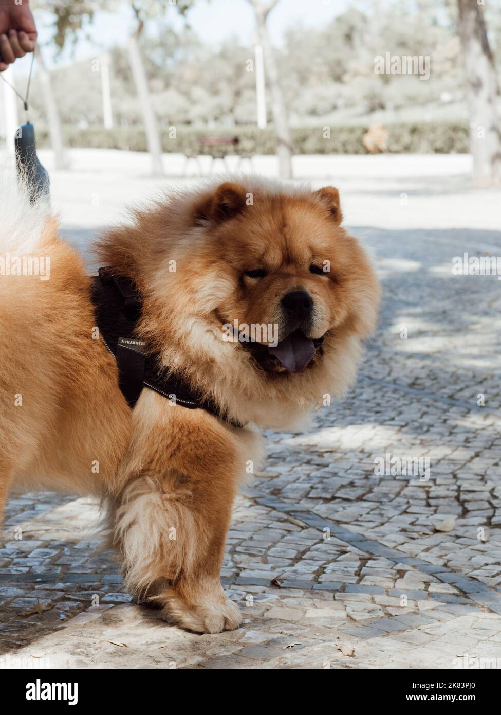 Adulto cane chow razza chow in un imbrago nel parco. Bello cane chow-chow all'aperto Foto Stock