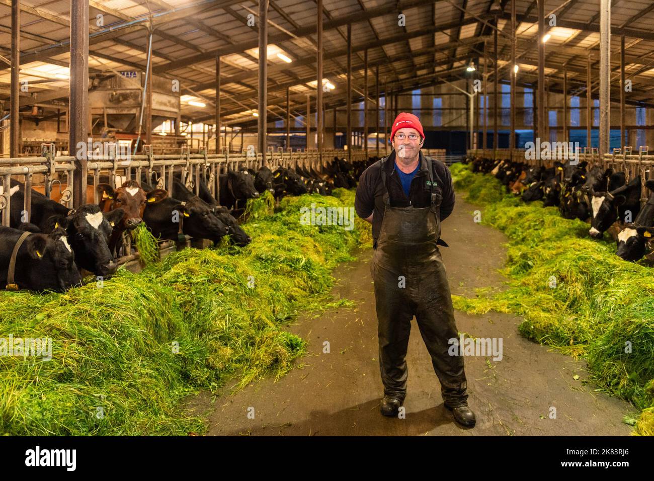 Timoleague, West Cork, Irlanda. 20th Ott 2022. David Deasy, produttore lattiero-caseario a base di Timoleague, nutre la sua mandria di mucche da latte, erba appena tagliata. Le mucche sono attualmente nei capannoni ogni notte e si sposteranno all'interno per l'inverno la prossima settimana. Credit: AG News/Alamy Live News. Foto Stock