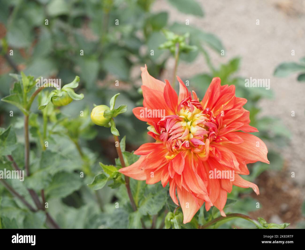 Dahlia fiori nel giardino Foto Stock