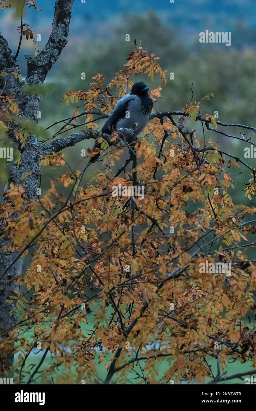 3 ottobre 2022, Kizhi, Carelia, Russia: Corvo grigio sul cespuglio autunnale sull'isola di Kizhi in Carelia in autunno. La Repubblica di Carelia, sulla penisola di Kola, è una delle regioni settentrionali della Russia, che confina con la Finlandia. Questi luoghi scarsamente popolati hanno una ricca storia e hanno conservato molti angoli naturali nella loro forma originale. (Credit Image: © Mihail Siergiejevicz/SOPA Images via ZUMA Press Wire) Foto Stock