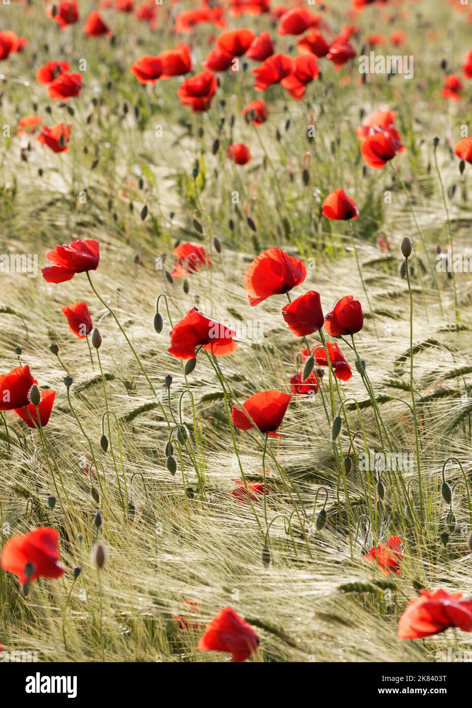 Papavero delle Fiandre. Foto Stock
