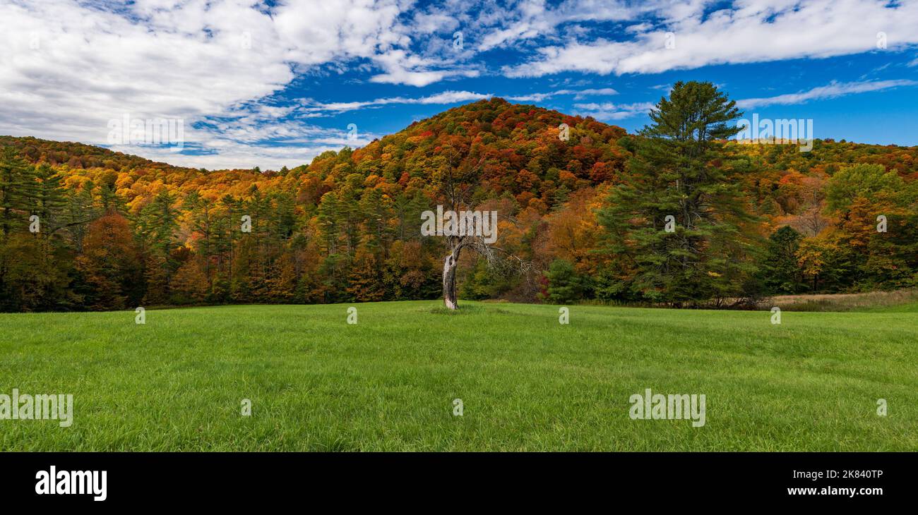 Vecchio tronco di albero morto contrasta con i colori dell'autunno su Cloudland Road nel panorama del Vermont Foto Stock