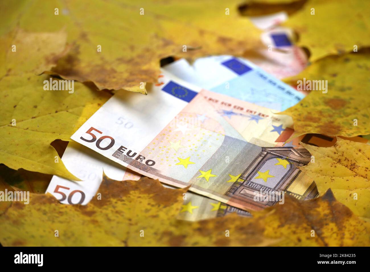Banconote in euro coperte con foglie di acero arancione. Economia dell'Europa in autunno, tasso di cambio Foto Stock