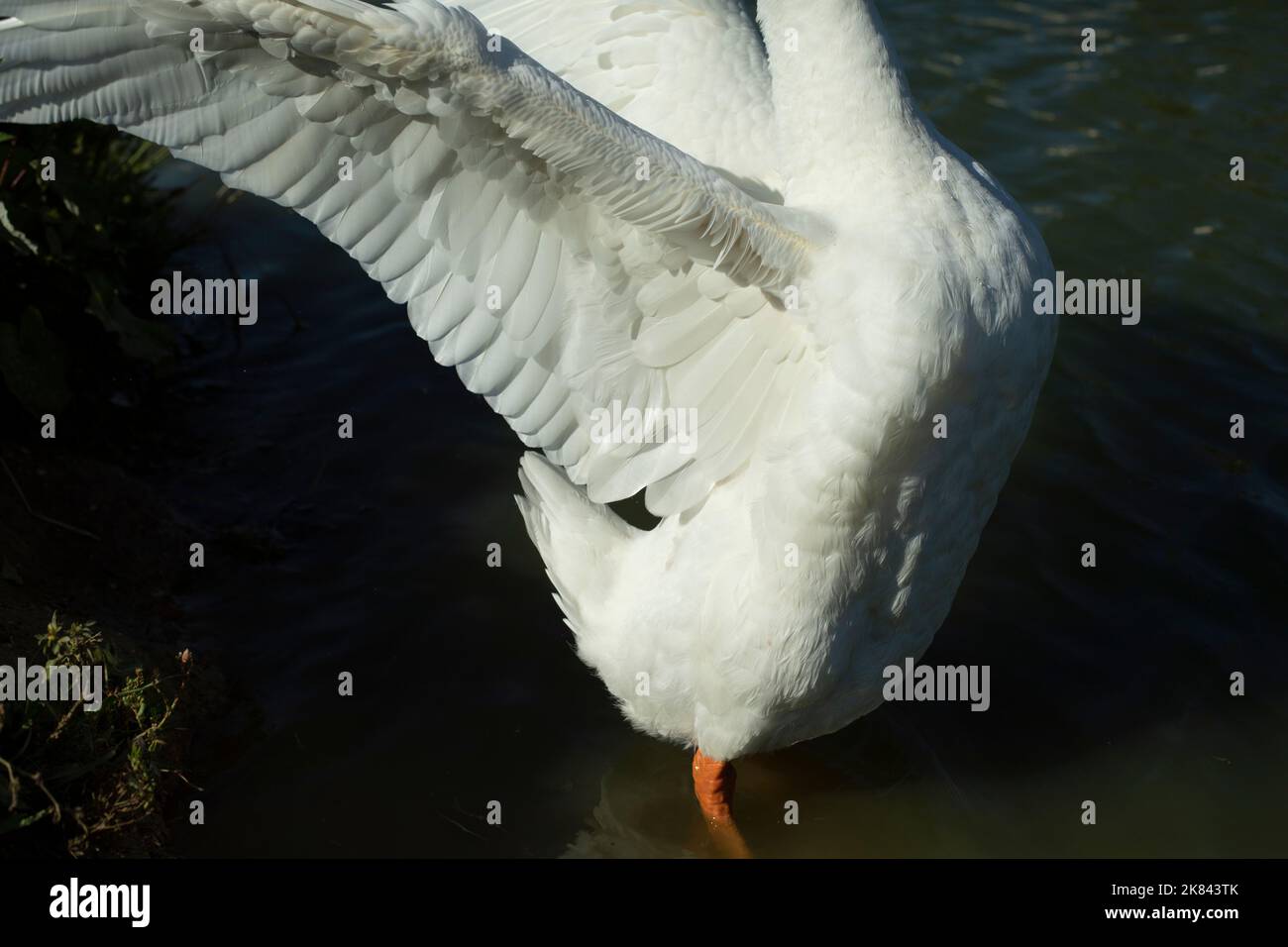 Ala d'oca. L'oca flaps le sue ali. Uccelli acquatici. Dettagli della vita. Piume bianche. Foto Stock