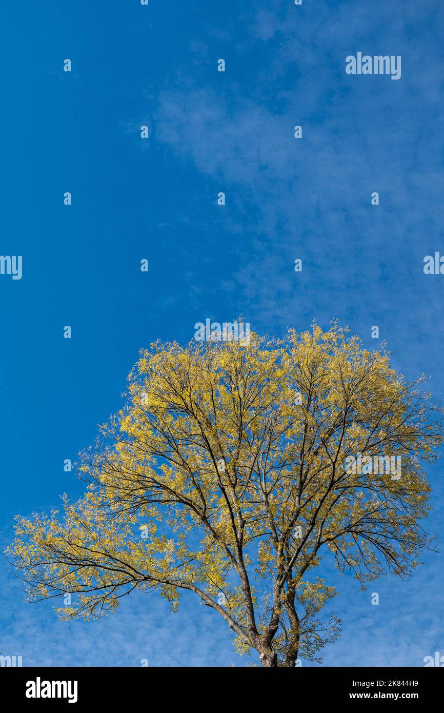 Albero di frassino con foglie autunnali contro il cielo blu con le nuvole di pecore, spazio copia Foto Stock