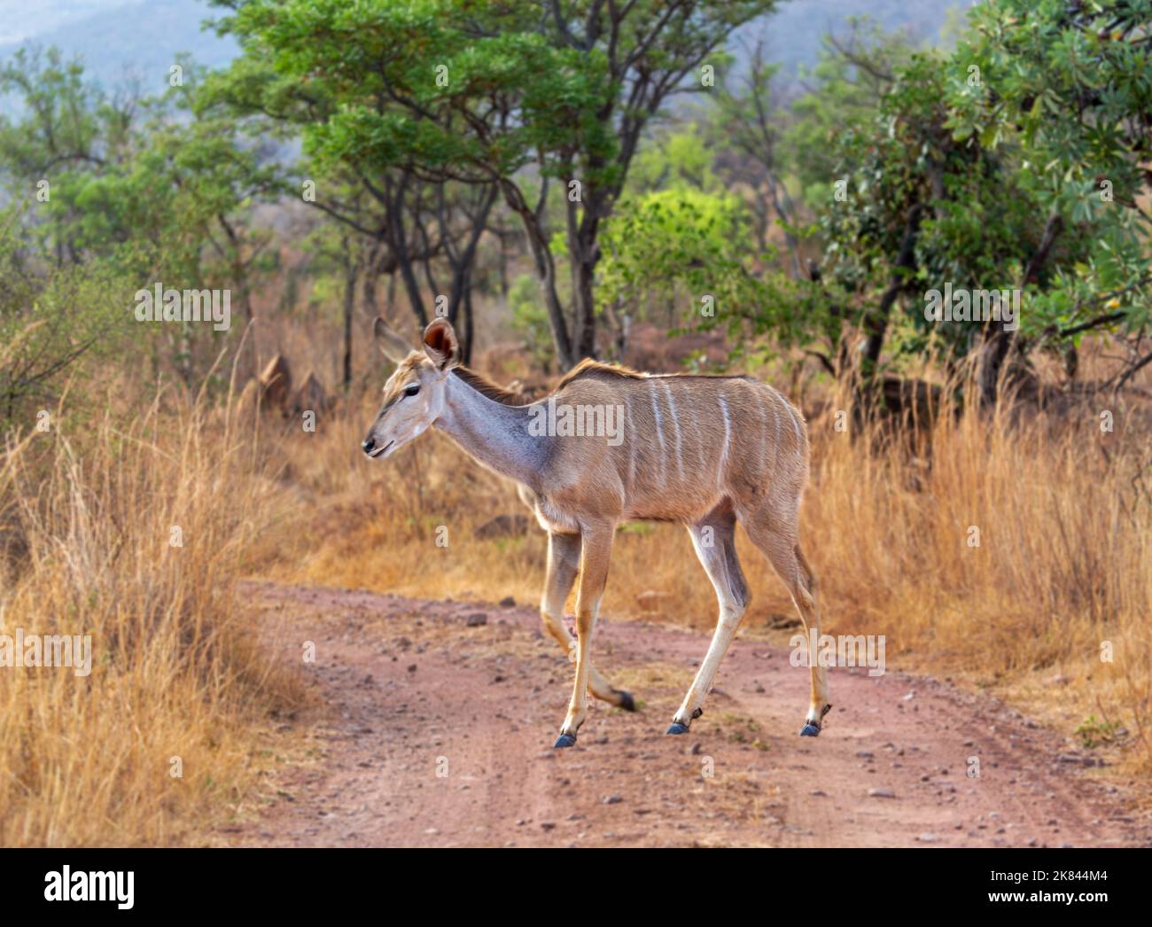 Nyala nella Riserva Naturale di Welgevonden, Limpopo, Sud Africa Foto Stock