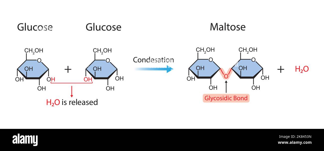 Formazione di maltosio. Formazione di legame glicosidico da due molecole di glucosio. Illustrazione vettoriale. Illustrazione Vettoriale