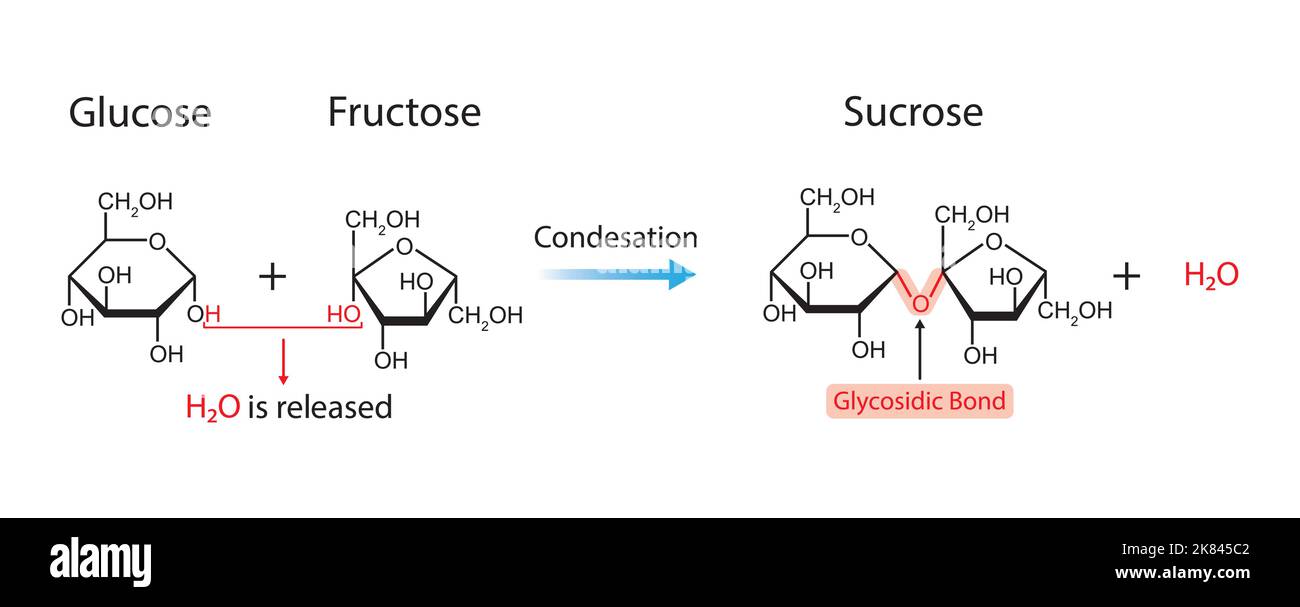 Formazione di saccarosio. Formazione di legame glicosidico da due molecole, glucosio e fruttosio. Illustrazione vettoriale. Illustrazione Vettoriale