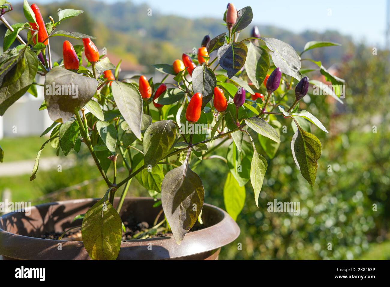 Cespuglio di pianta di pepe di jalapeno in una pentola Foto Stock