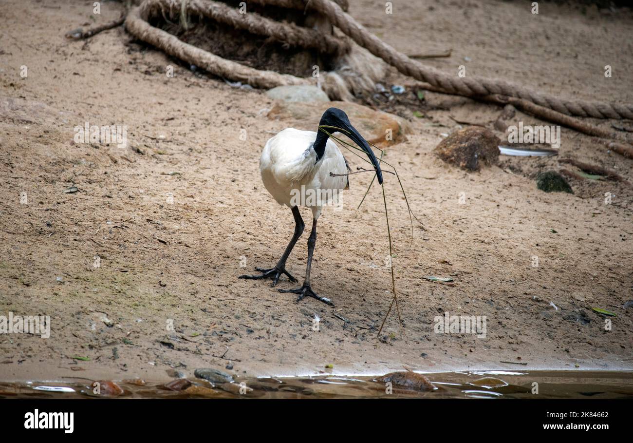 Un Australian White Ibis (Threskiornis molucca) raccoglie materiale di nidificazione al Featherdale Wildlife Park di Sydney, NSW, Australia (Foto di Tara Chan Foto Stock