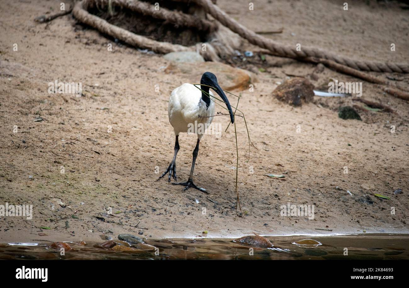 Un Australian White Ibis (Threskiornis molucca) raccoglie materiale di nidificazione al Featherdale Wildlife Park di Sydney, NSW, Australia (Foto di Tara Chan Foto Stock