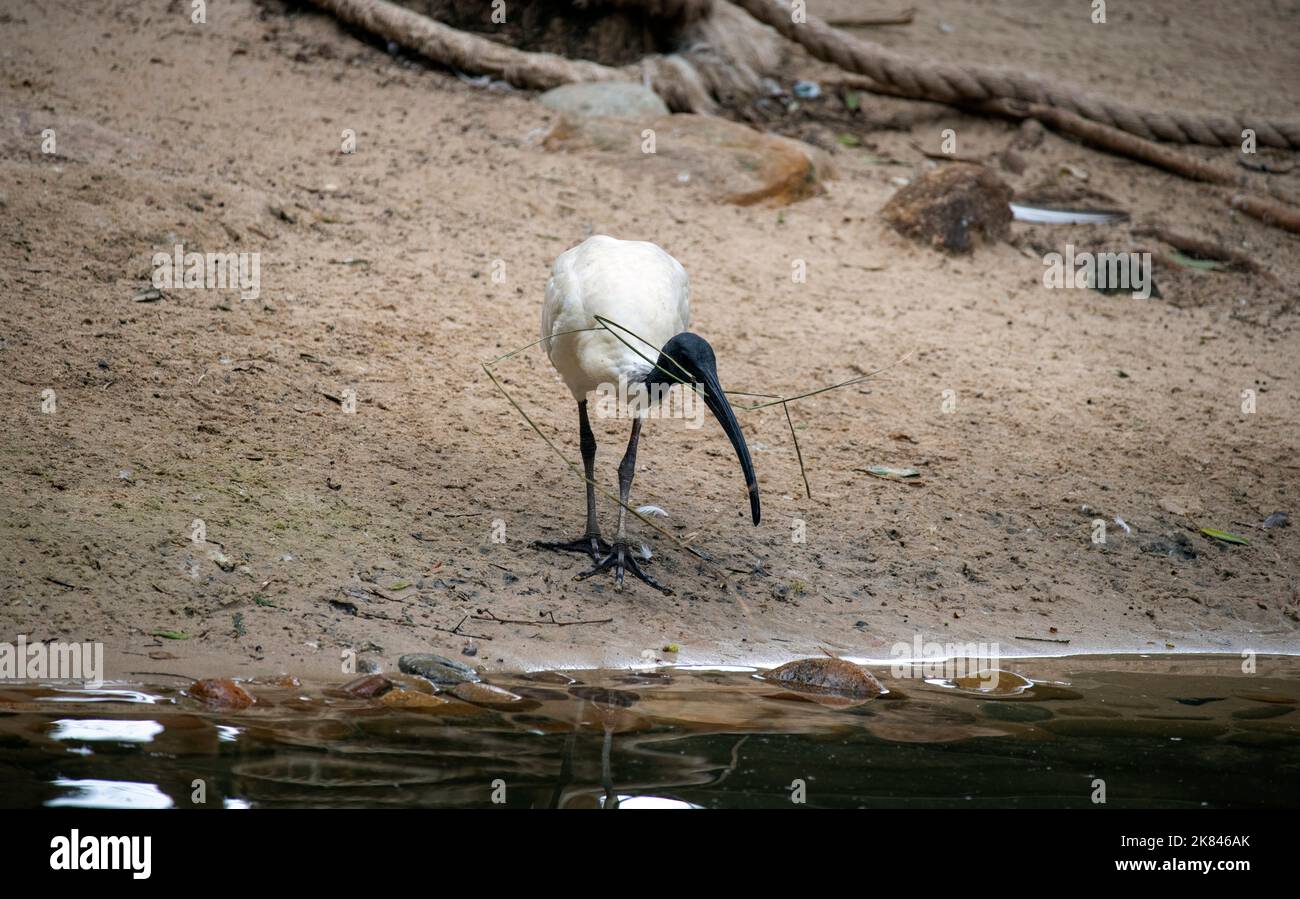 Un Australian White Ibis (Threskiornis molucca) raccoglie materiale di nidificazione al Featherdale Wildlife Park di Sydney, NSW, Australia (Foto di Tara Chan Foto Stock