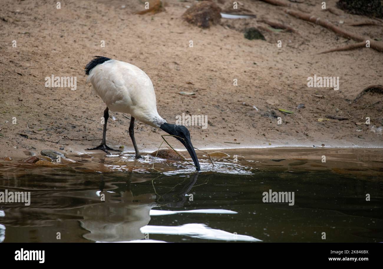 Un Australian White Ibis (Threskiornis molucca) raccoglie materiale di nidificazione al Featherdale Wildlife Park di Sydney, NSW, Australia (Foto di Tara Chan Foto Stock