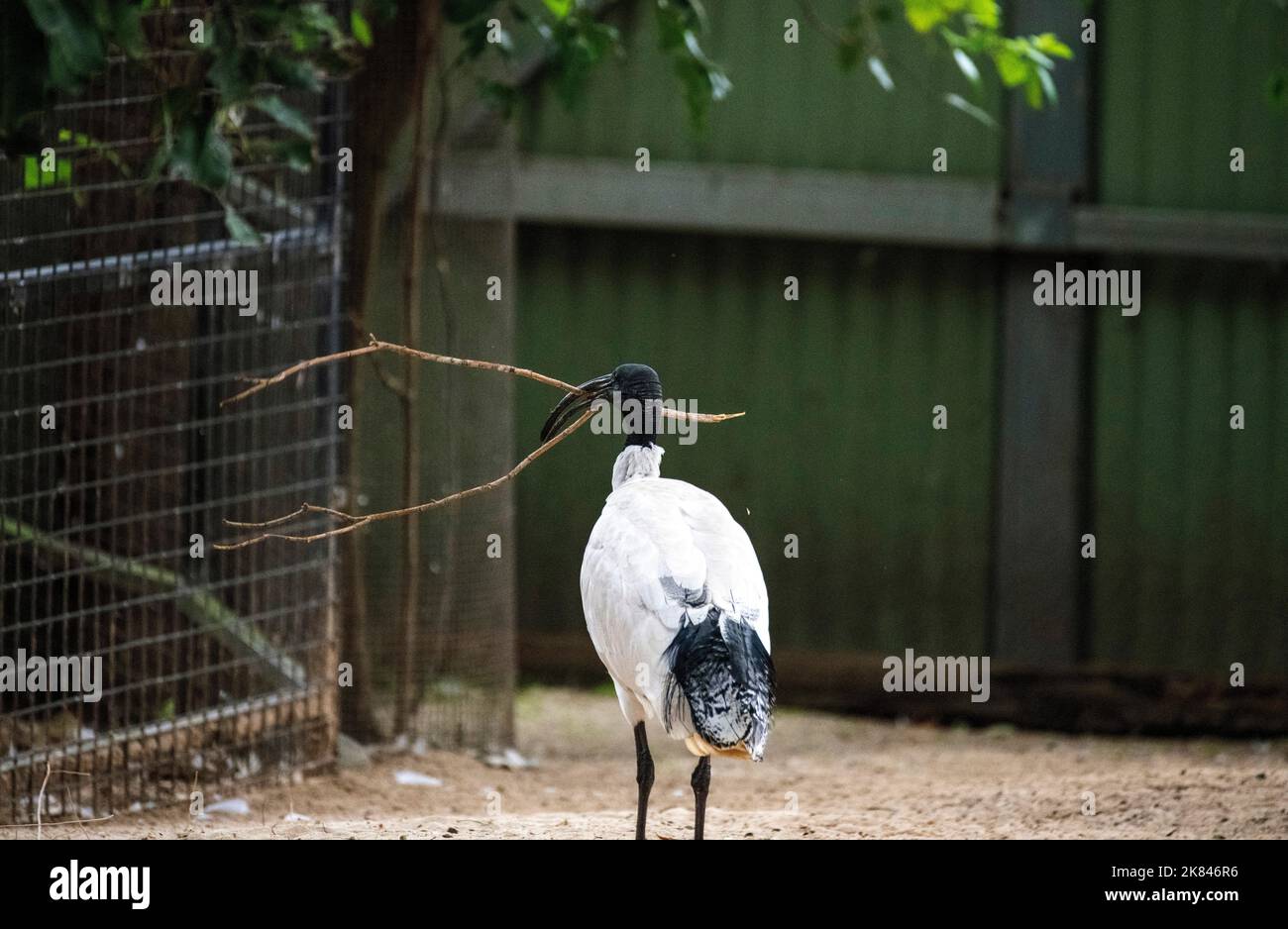 Un Australian White Ibis (Threskiornis molucca) raccoglie materiale di nidificazione al Featherdale Wildlife Park di Sydney, NSW, Australia (Foto di Tara Chan Foto Stock