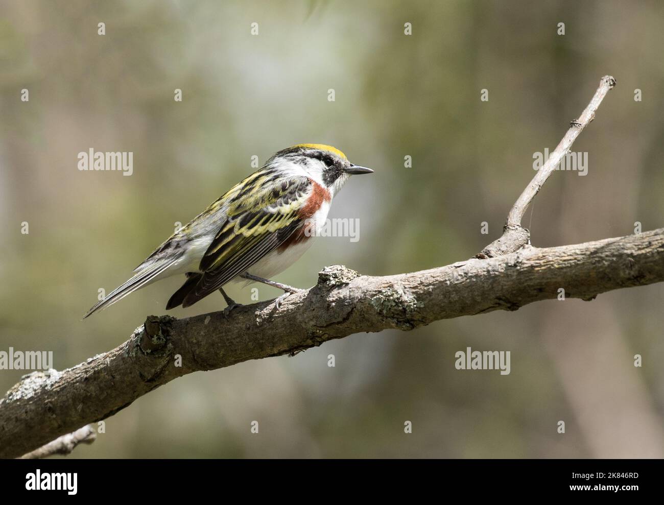Primo piano di un maschio colorato Chestnut-sided Warbler che si aggirano su un ramo i Ontario, Canada durante la primavera Migration.Scientific nome Dendroica pensylvica Foto Stock Primo piano di un maschio colorato Chestnut-sided Warbler che si aggirano su un ramo i Ontario, Canada durante la primavera Migration.Scientific nome Dendroica pensylvica Foto Stock