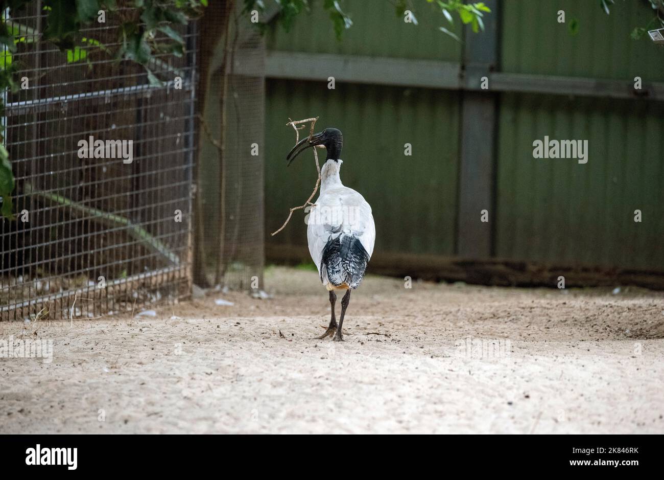 Un Australian White Ibis (Threskiornis molucca) raccoglie materiale di nidificazione al Featherdale Wildlife Park di Sydney, NSW, Australia (Foto di Tara Chan Foto Stock