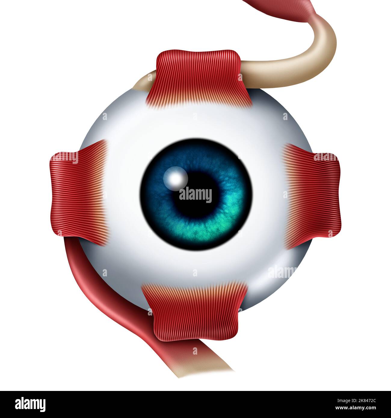 Concetto di anatomia dell'occhio come vista frontale con un bulbo oculare con un retto superiore che include i muscoli oculari mediali laterali e obliqui inferiori che rappresentano. Foto Stock