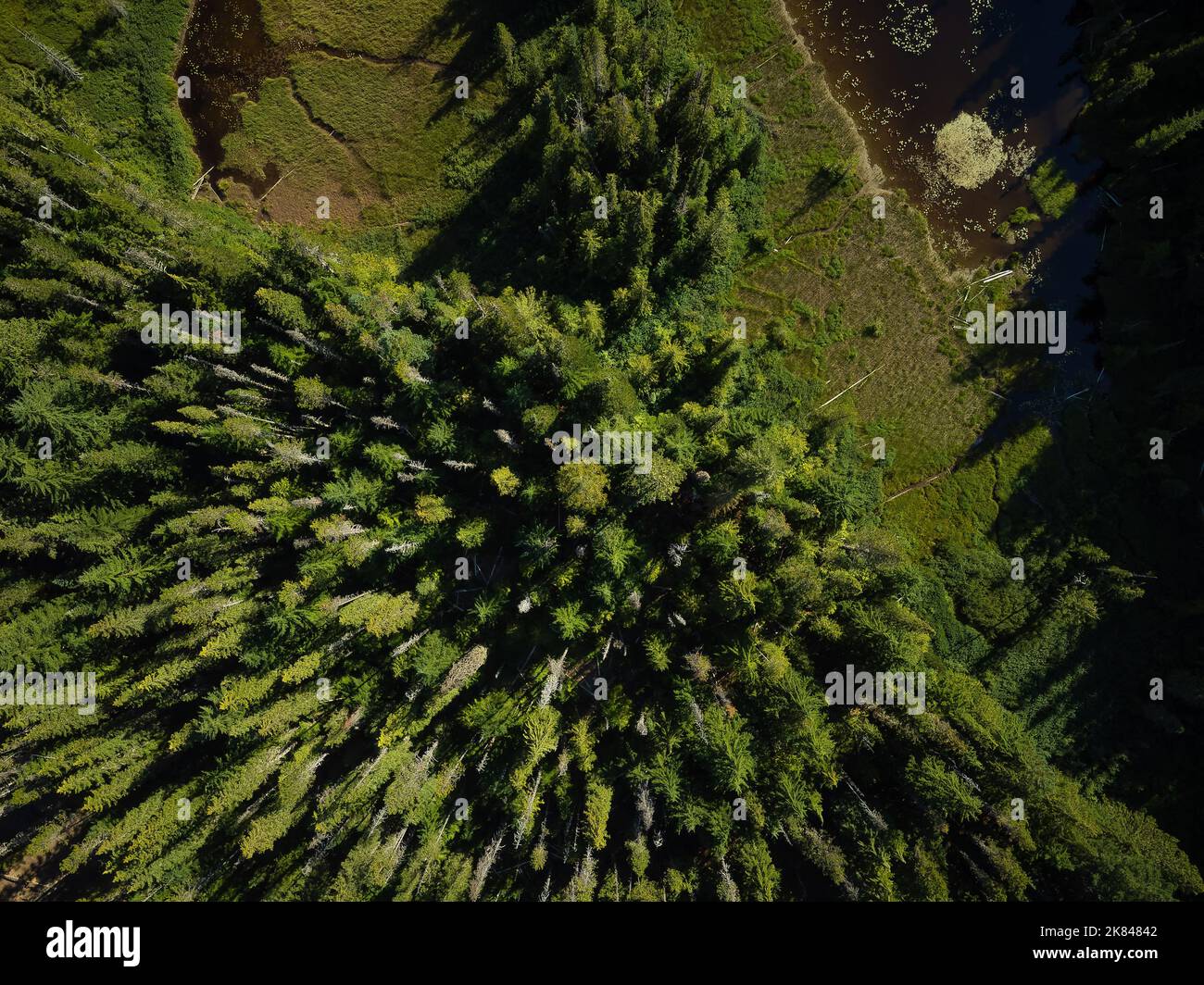 Riprese da un drone. Vista dall'alto di una foresta di conifere e di un grande prato verde con sentieri per passeggiate. Illuminazione solare. Bellissimo paesaggio forestale. Ecolog Foto Stock