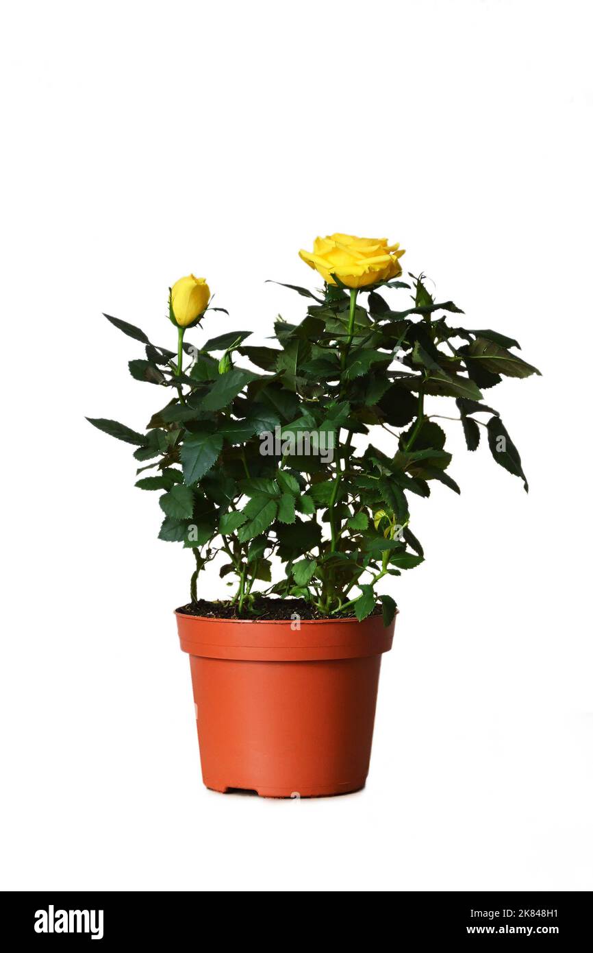Pianta rosa gialla in miniatura in vaso isolato su sfondo bianco Foto Stock