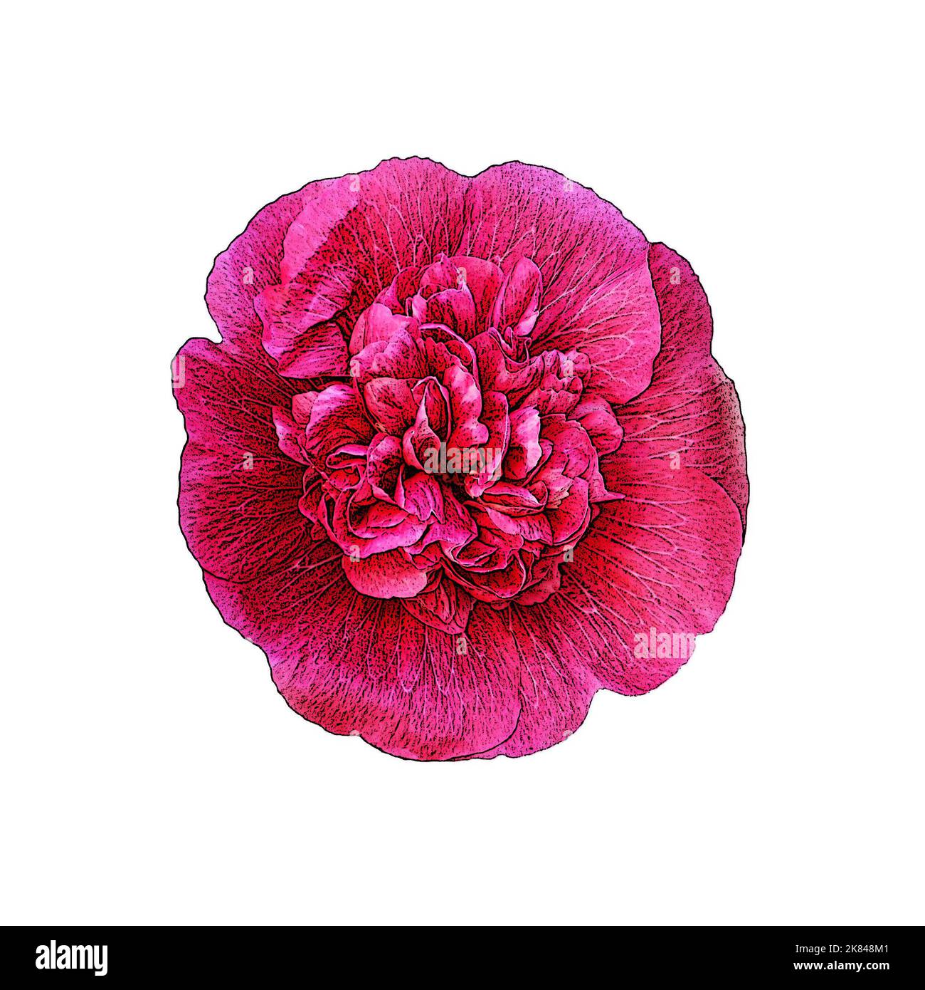 Rosa hollyhock immagine a doppio fiore isolato su sfondo bianco Foto Stock