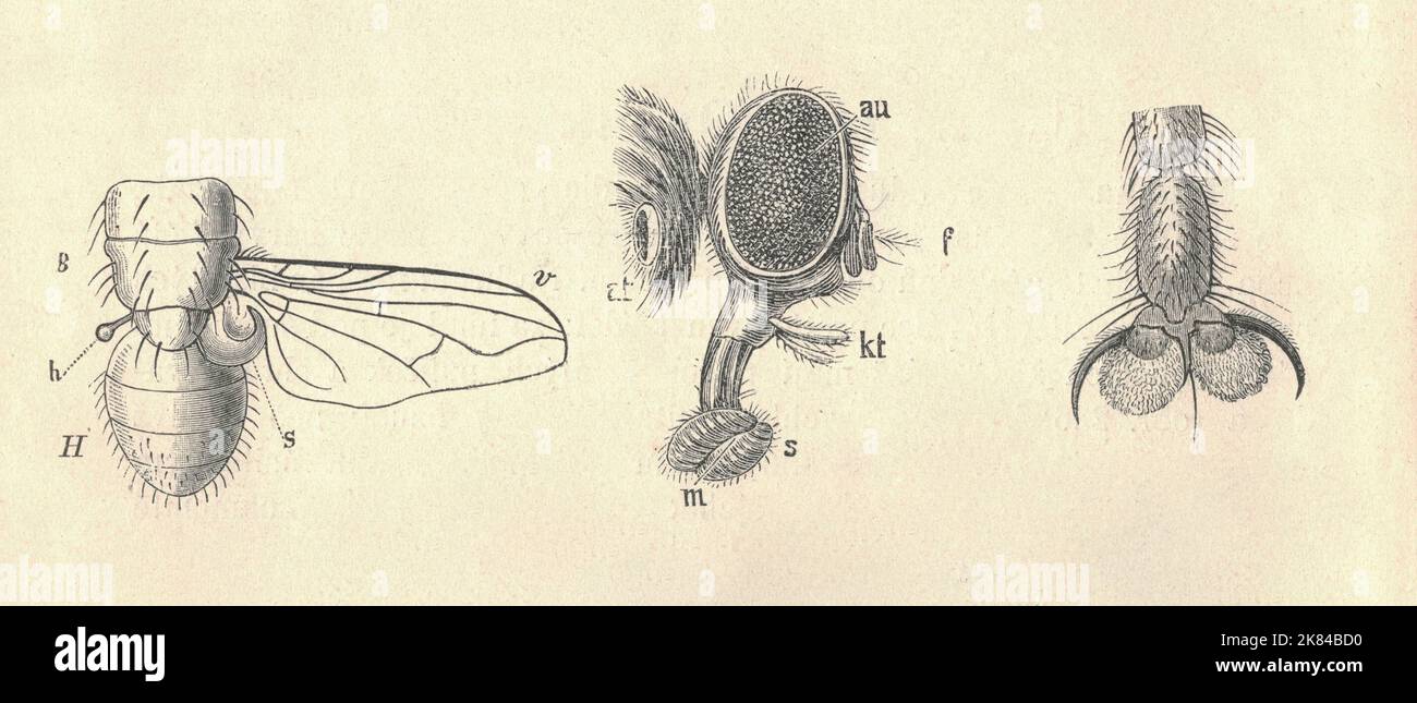 Antica illustrazione incisa della mosca domestica (Musca domestica), parti del corpo della mosca domestica. Illustrazione vintage della mosca (Musca domestica). Antica immagine incisa del corpo di mosca (Musca domestica). Le mosche domestiche per adulti sono generalmente lunghe da 6 a 7 mm (da 1⁄4 a 9⁄32 poll.) con un'apertura alare da 13 a 15 mm (da 1⁄2 a 19⁄32 poll.). Le femmine tendono ad essere alate più grandi dei maschi, mentre i maschi hanno gambe relativamente più lunghe. Le femmine tendono a variare di più nelle dimensioni e vi è variazione geografica con gli individui più grandi nelle latitudini più alte. La testa è fortemente convessa davanti e piatta e leggermente conica dietro. Il p Foto Stock