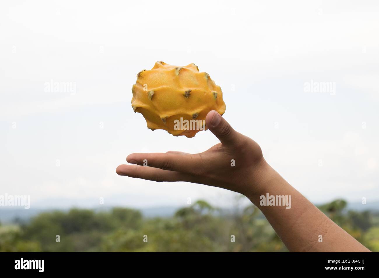 Pitahaya, conosciuta come frutto del drago, è coltivata in modo biologico nella Valle Alto Mayo in PERÙ. Foto Stock