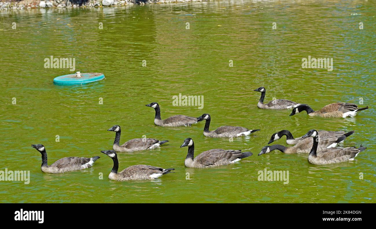 Flock of Canada oche in uno stagno in Union City Civic Center, California Foto Stock