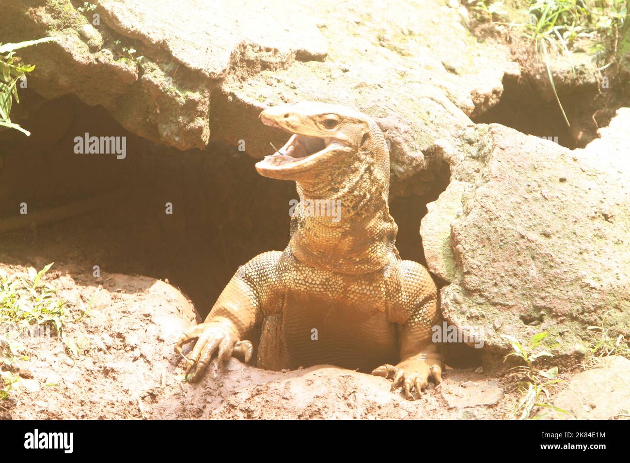 Facce buffe Foto Stock