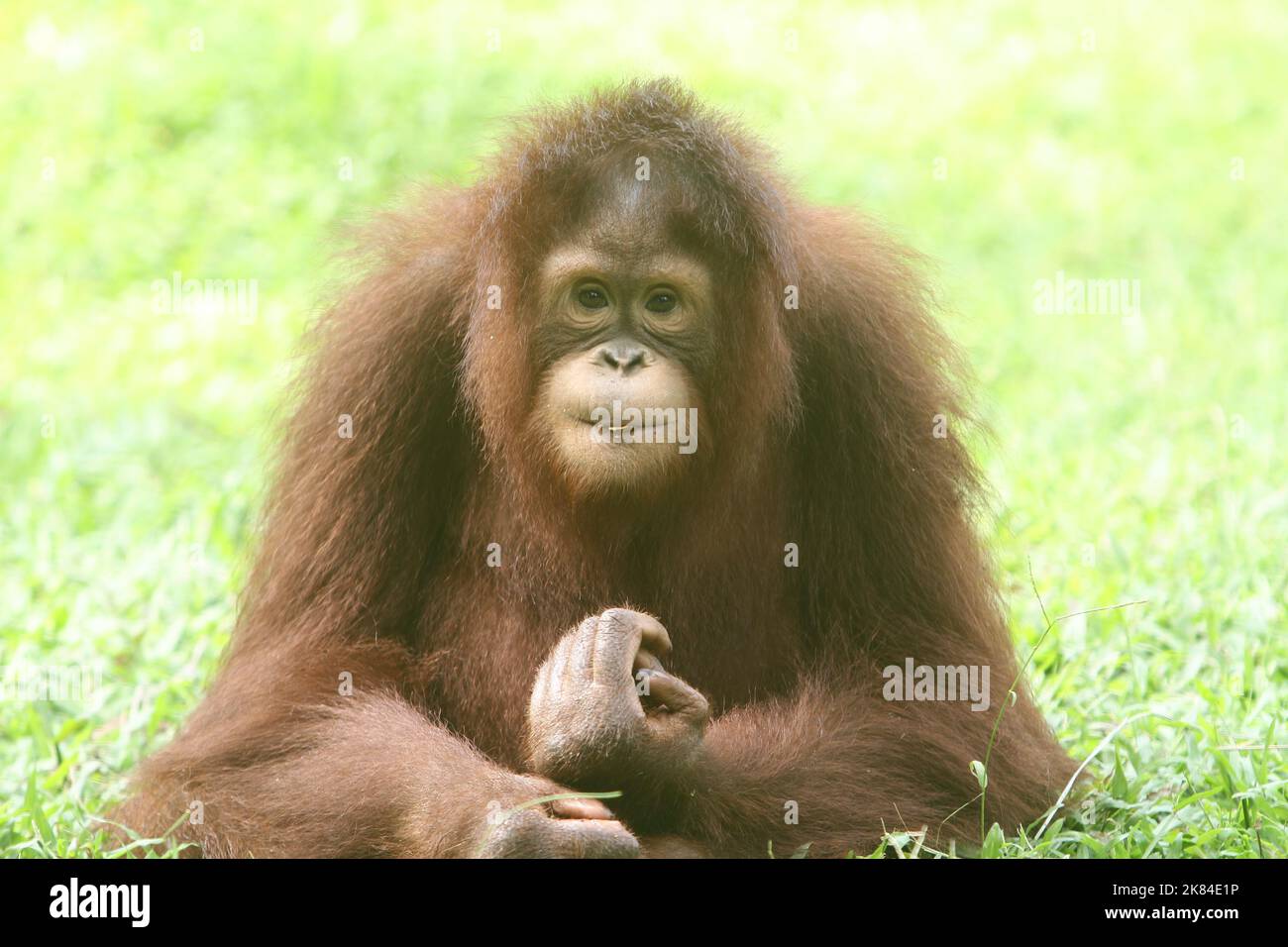 Sto guardando la Foto Stock