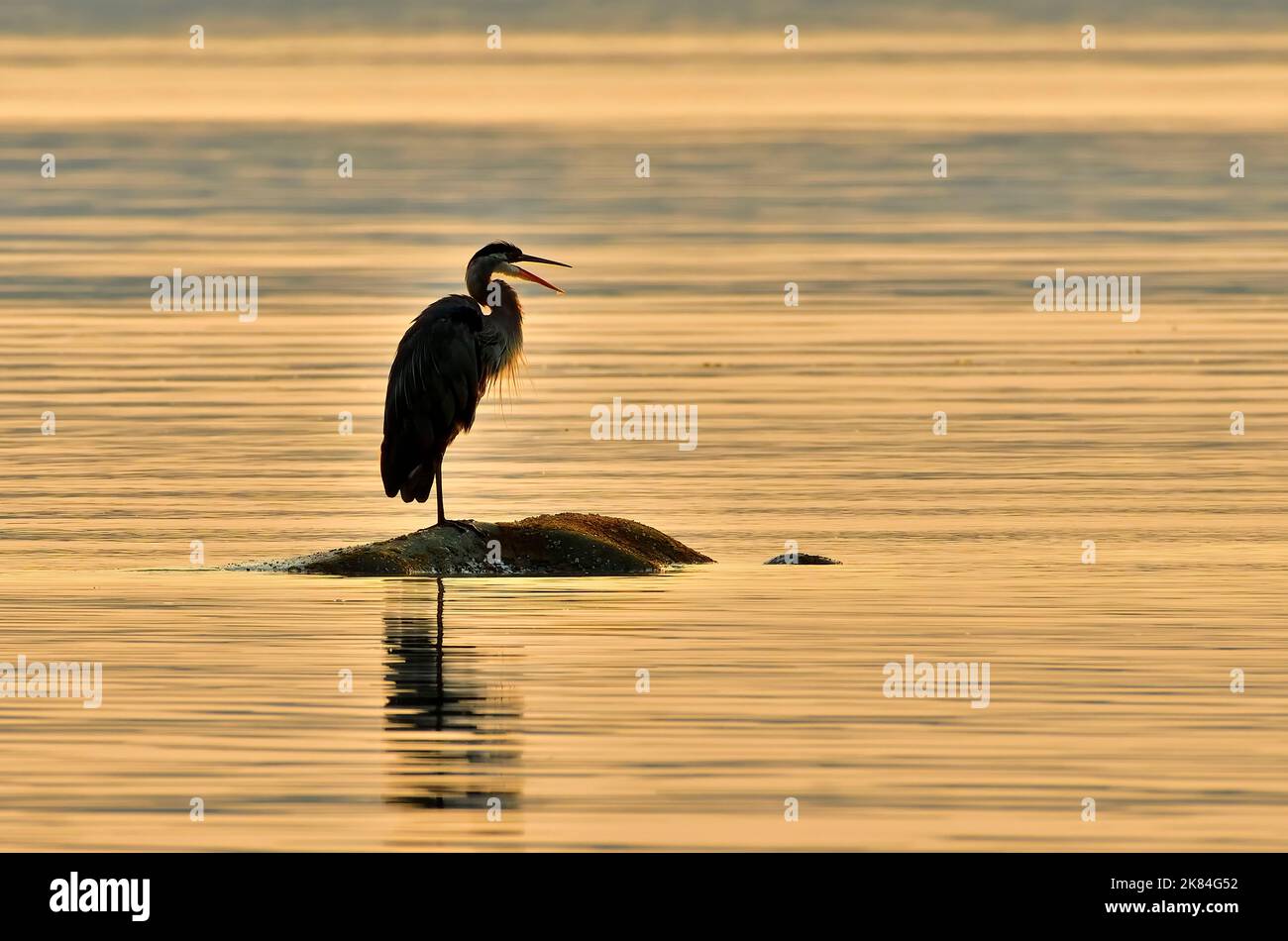 Un grande Heron blu 'Ardea herodias', pesca da una roccia affondata sulla riva dell'Isola di Vancouver alla luce dell'alba del mattino presto Foto Stock