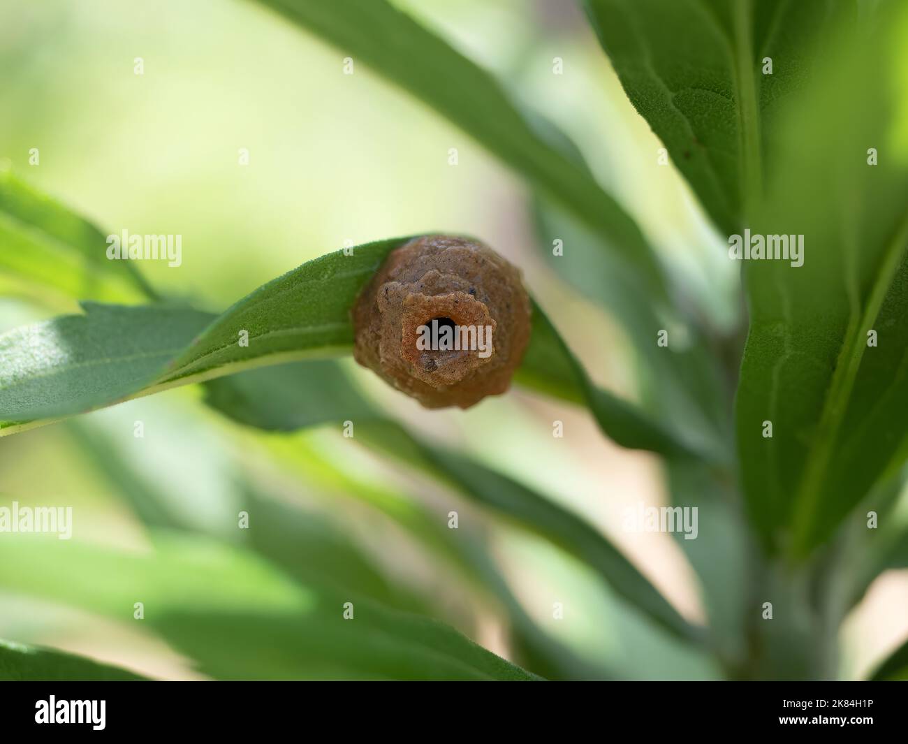 Primo piano di un nido marrone di un Potter Wasp su una foglia verde che assomiglia a una pentola di argilla con una piccola apertura. Foto Stock