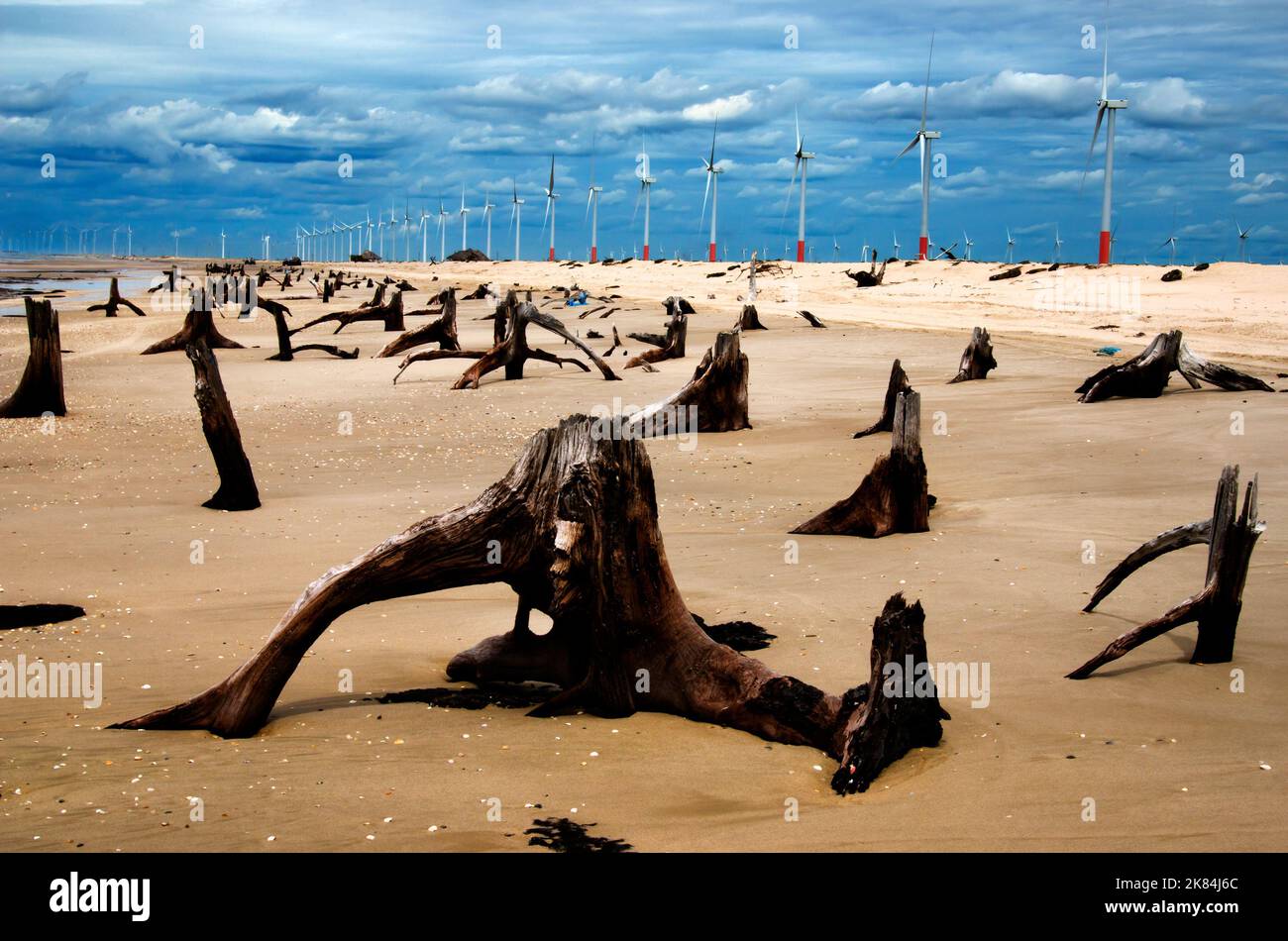 Delta do Parnaiba Wind Farm è una centrale eolica con sede a Piaui, Brasile. I ceppi di legno sul faggio sono stati gettati lì da forti venti e onde. Foto Stock