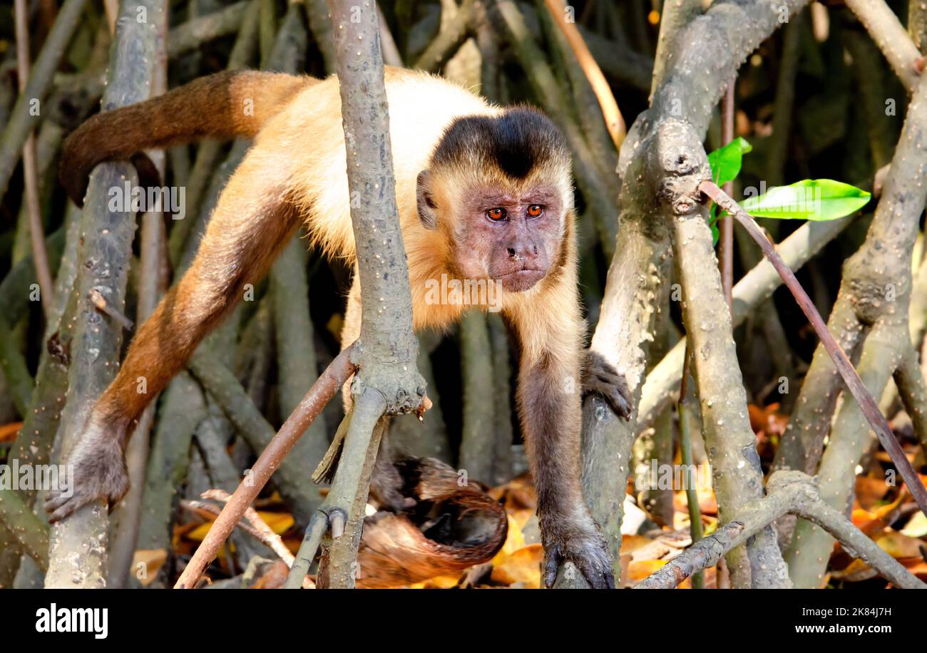 Scimmia cappuccina nella foresta di mangrovie, vicino Atins, stato di Maranhao, Brasile. Foto Stock