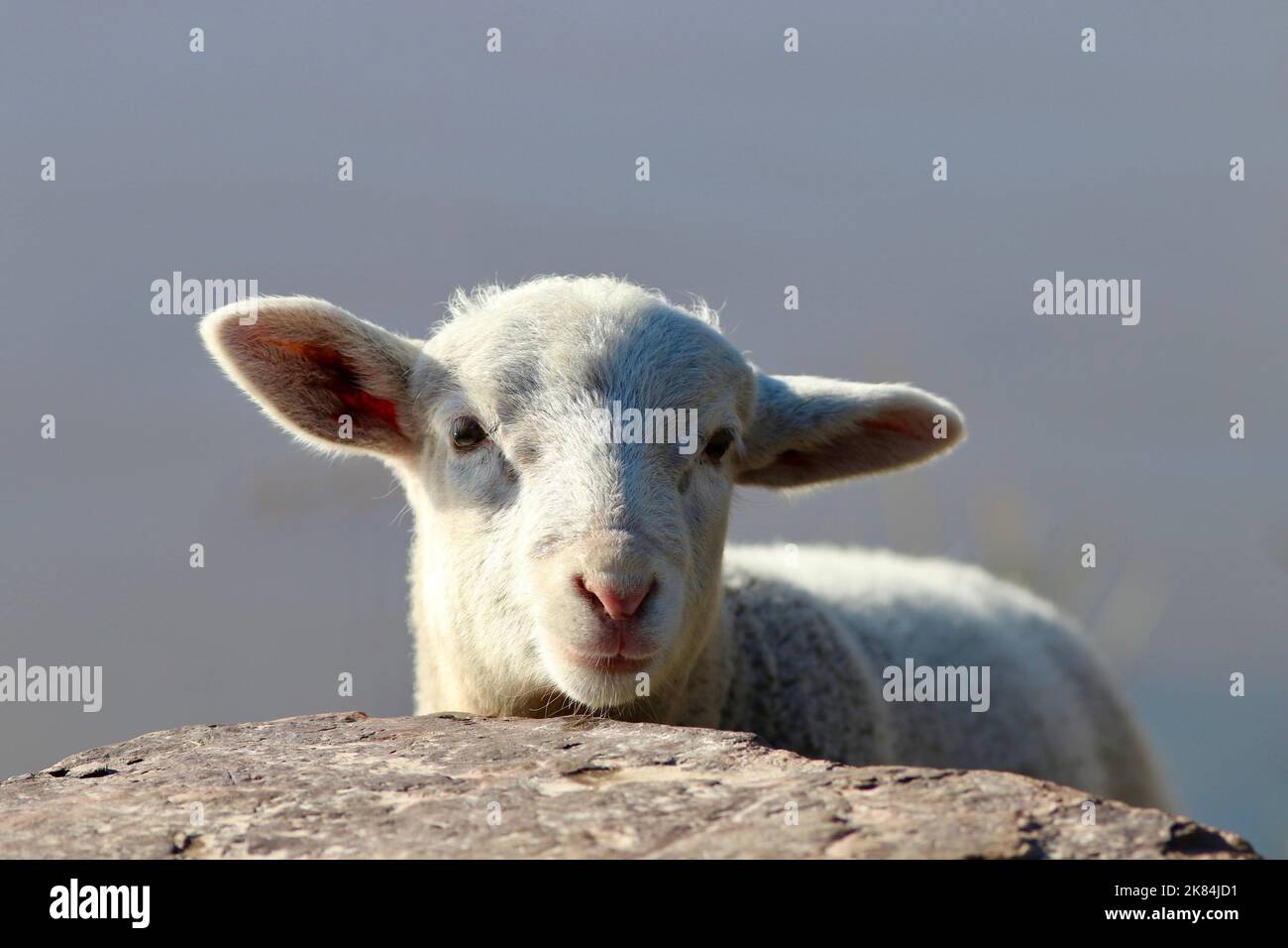 Toby l'agnello bianco alimentato in bottiglia dell'animale domestico in piedi davanti ad una roccia a casa nel paddock Foto Stock