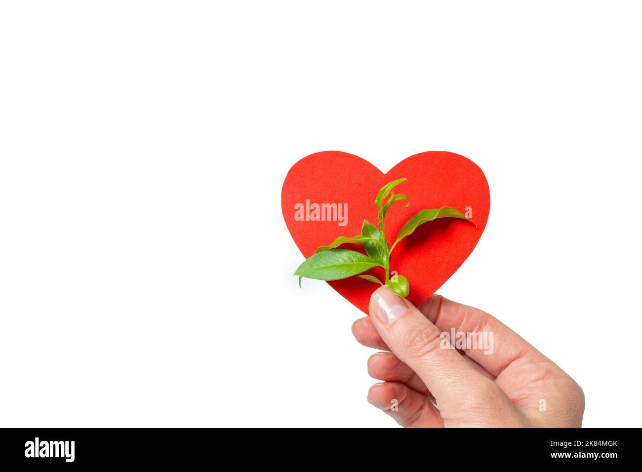 Una mano che tiene una forma di cuore di carta rossa ed un germoglio verde con le foglie come simbolo di ecologia su uno sfondo bianco. Concetto ecologico. Cura della lif Foto Stock