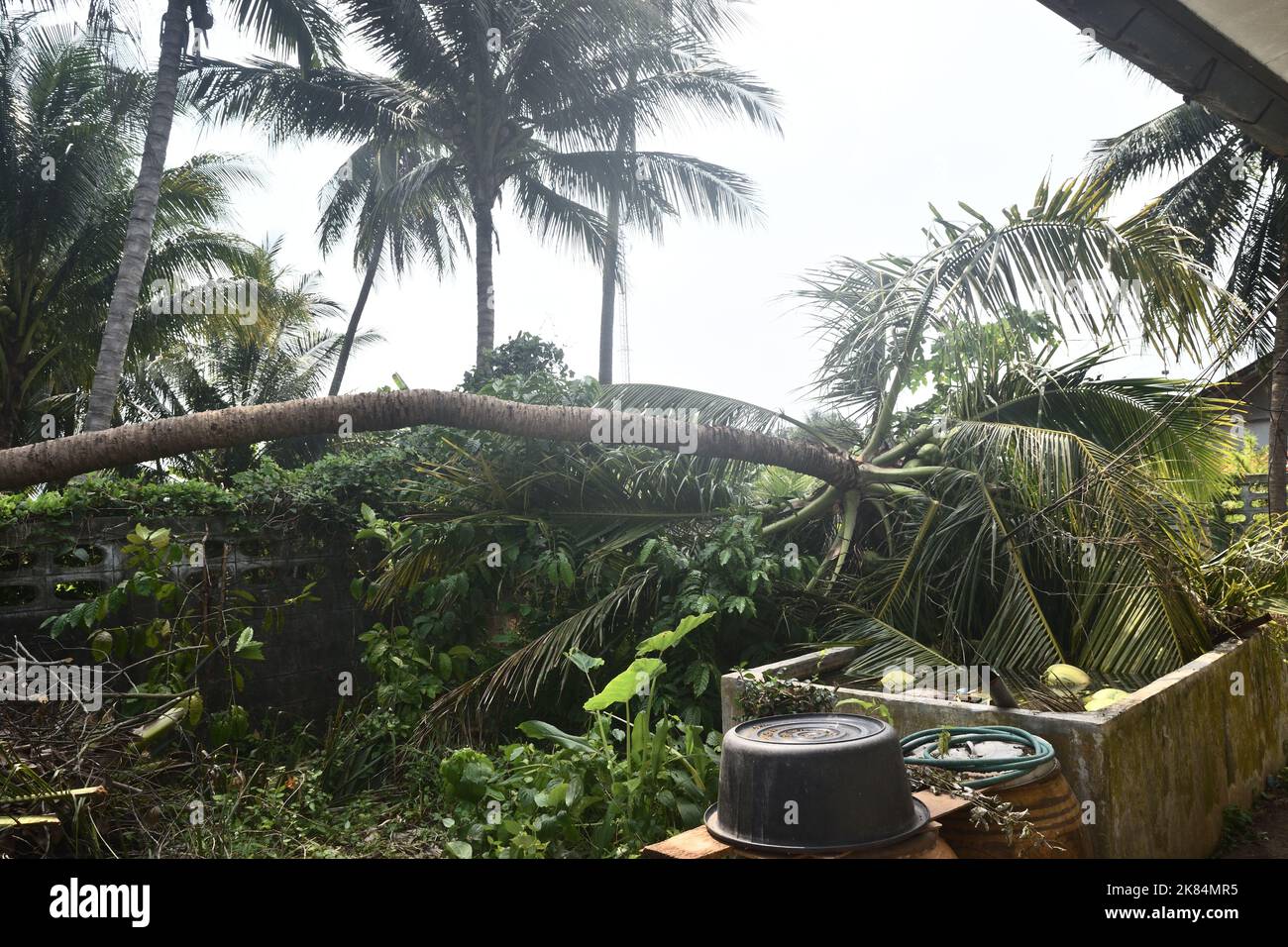Palme da cocco sono state rovesciate dalla tempesta e schiacciato muro e linea di alimentazione, pericolosamente caduta albero Foto Stock